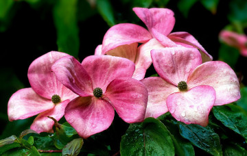 Картинка цветы кизил розовый капли макро