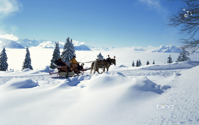 Обои картинки фото животные, лошади, снег, сани