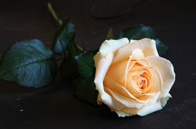 Обои картинки фото цветы, розы, одиночество, нежность, бутон