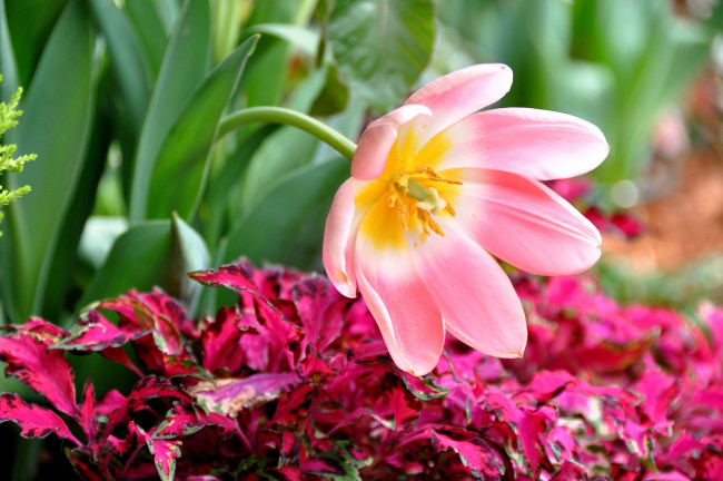 Обои картинки фото цветы, тюльпаны, розовый, лепестки