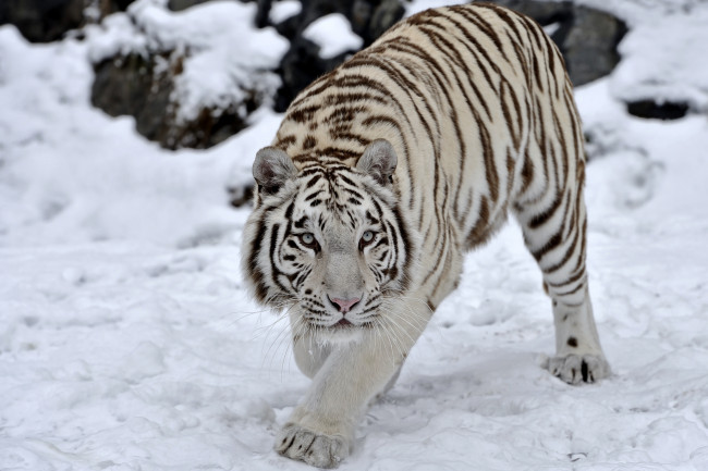 Обои картинки фото животные, тигры, снег, хищник