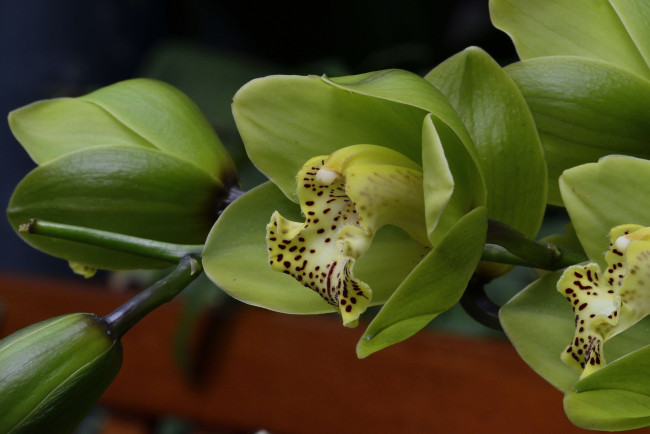 Обои картинки фото цветы, орхидеи, экзотика, зеленый, ветка
