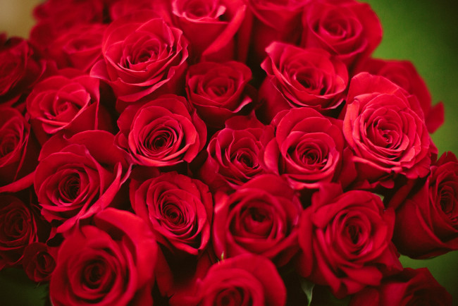 Обои картинки фото цветы, розы, красный, охапка