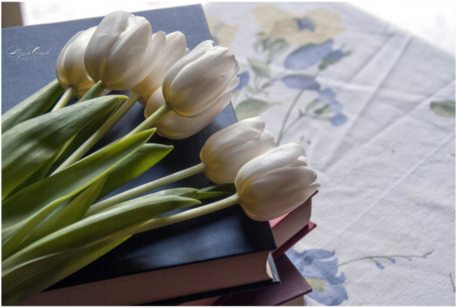 Обои картинки фото цветы, тюльпаны, книги, бутоны, белый