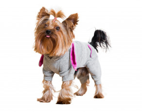 Картинка йоркширский+терьер животные собаки терьер собака комбинезон