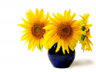 Картинка цветы подсолнухи солнечный желтый