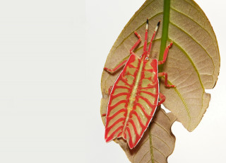 Картинка животные насекомые itchydogimages макро лист фон жук