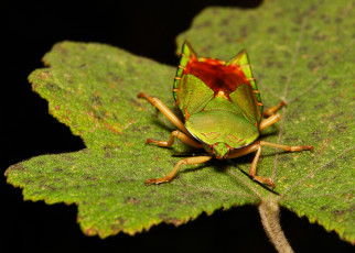 Картинка животные насекомые itchydogimages макро клоп лист жук