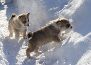 Картинка животные собаки щенки снег зима