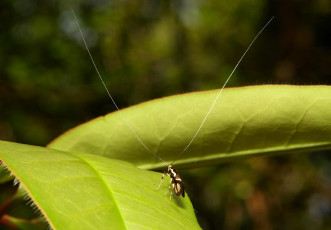 Картинка животные насекомые itchydogimages макро насекомое лист жучок усики