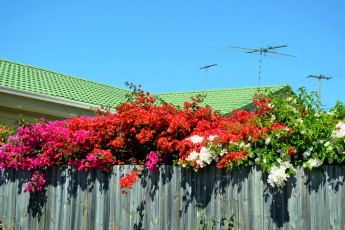 Картинка цветы бугенвиллея забор