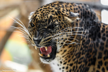 Картинка животные леопарды пасть сердитый усы морда оскал кошка хищник агрессия клыки угроза злость ярость рык