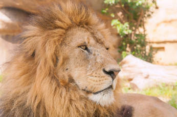 Картинка животные львы кошка морда профиль грива красавец