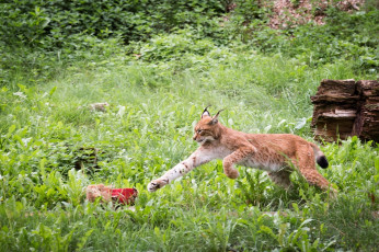 Картинка животные рыси лапа мясо прыжок хищник кошка заросли зелень трава