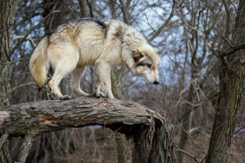 Картинка животные волки +койоты +шакалы бревно ствол дерево хищник волк