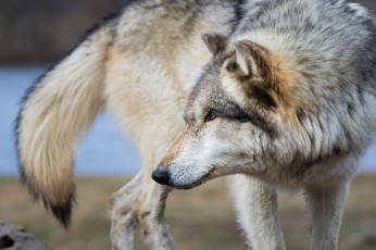 Картинка животные волки +койоты +шакалы мех профиль морда хищник волк