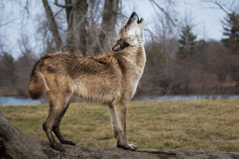 Картинка животные волки +койоты +шакалы вой профиль хищник волк