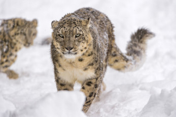 Картинка животные снежный+барс+ ирбис красавец морда хищник барс снег грозный