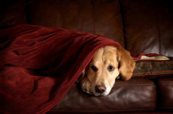 Картинка животные собаки плед диван ретривер