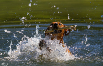 Картинка автор +oliverseitz животные собаки морда пёс вода игра движение водоём брызги пасть палка