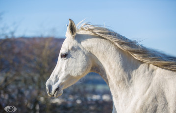 Картинка автор +oliverseitz животные лошади небо грива профиль шея морда конь