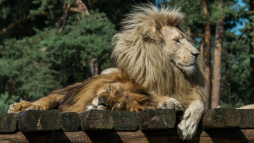Картинка животные львы грива лев помост