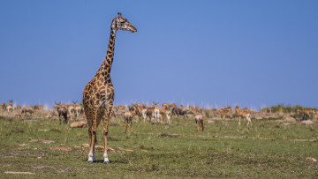 Картинка животные жирафы саванна жираф