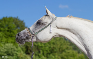 Картинка автор +oliverseitz животные лошади грива профиль морда конь небо шея