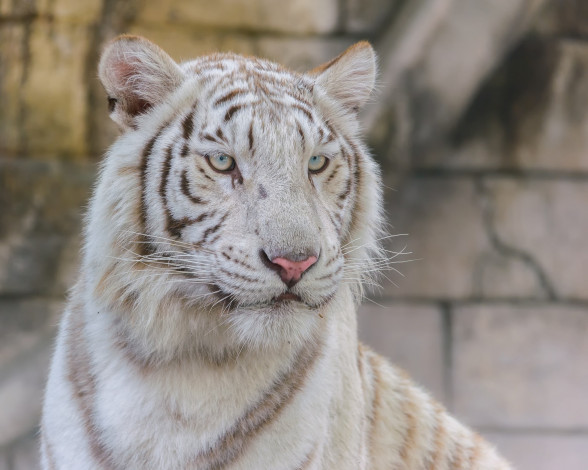 Обои картинки фото животные, тигры, хищник, зоопарк, портрет, морда, кошка