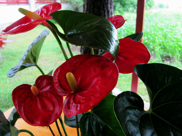 Обои картинки фото цветы, антуриум , цветок фламинго, красный