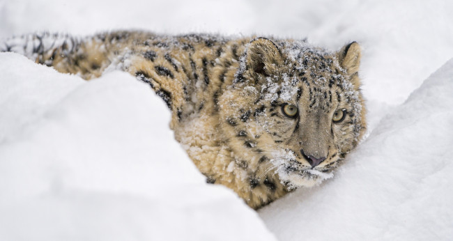 Обои картинки фото животные, снежный барс , ирбис, снег, отдых, лежит, морда, хищник, молодой, барс