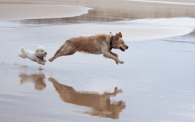 Обои картинки фото животные, собаки, море, пляж