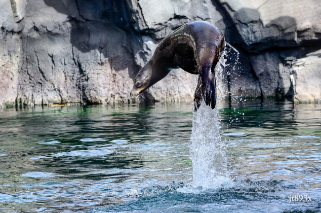 Обои картинки фото калифорнийский морской лев, животные, тюлени,  морские львы,  морские котики, прыжок, брызги, вода, движение