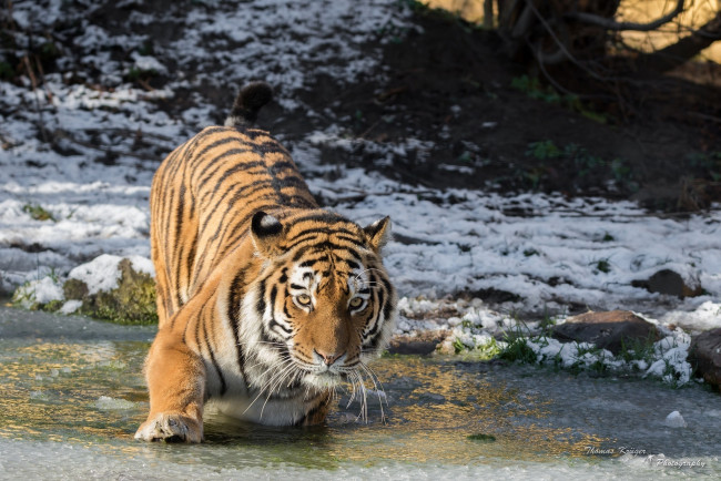 Обои картинки фото амурский тигр, животные, тигры, лёд, снег, зима, вода, берег, водоём, лапа, морда, хищник