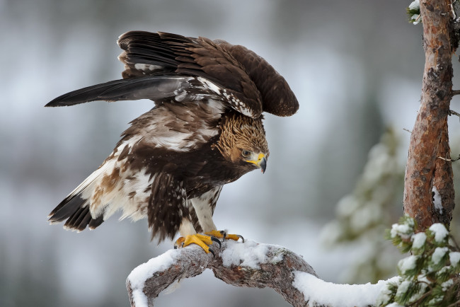 Обои картинки фото животные, птицы - хищники, птица, орел, зима, крылья, перья, сосна, ель, снег, мороз, bird, eagle, winter, snow