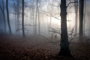 Картинка природа лес сумерки туман осень венгрия листья мистика рассвет