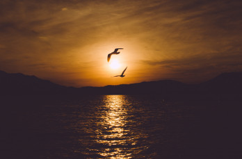 Картинка природа восходы закаты рассвет солнце закат облака вечер птицы небо