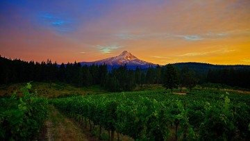 Картинка природа пейзажи гора пейзаж вечер виноградники