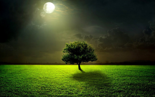 Обои картинки фото природа, деревья, ночь, трава, лунный, свет, луна, дерево