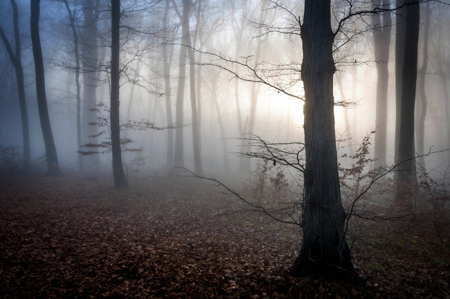 Обои картинки фото природа, лес, сумерки, туман, осень, венгрия, листья, мистика, рассвет