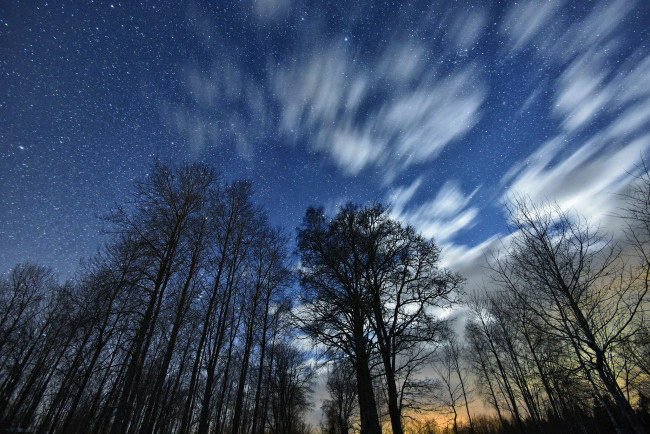 Обои картинки фото природа, лес, звезды, небо, крона
