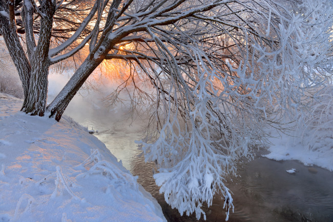Обои картинки фото природа, зима, дерево, снег