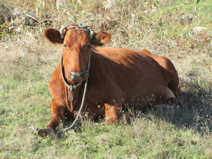 Картинка животные коровы +буйволы корова