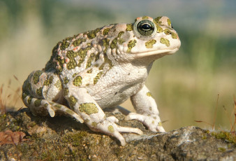 Картинка животные лягушки камень жаба