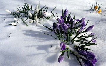 Картинка цветы крокусы снег первоцветы