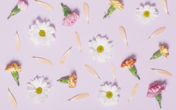Картинка цветы разные+вместе flowers camomile tender pink ромашки cute лепестки розовые бутоны гвоздики