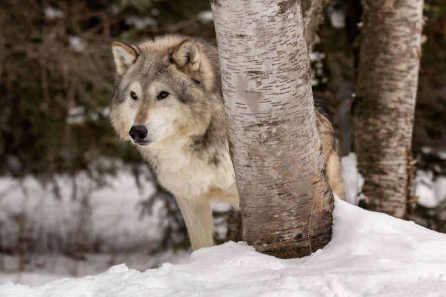 Обои картинки фото животные, волки,  койоты,  шакалы, волк, снег, деревья, серый, зима
