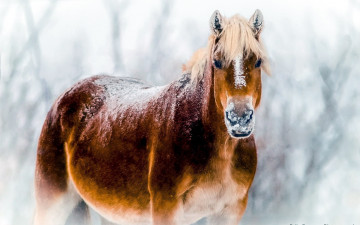 обоя животные, лошади, снег, бурая, лошадь