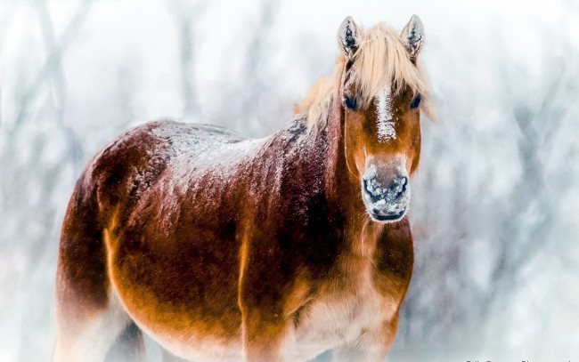 Обои картинки фото животные, лошади, снег, бурая, лошадь