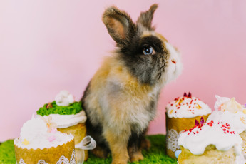 Картинка животные кролики +зайцы кролик праздник пасха куличи